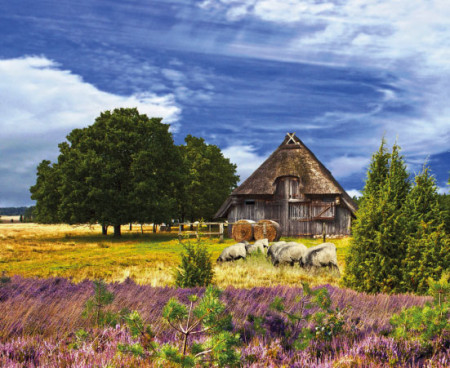 Lüneburger Heide – Magische Heideblüte