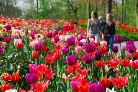 Blumenschau Keukenhof