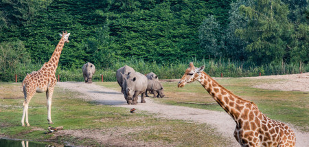 Burger Zoo in Arnheim