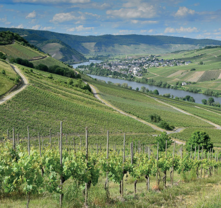 Wandern auf Traumpfaden an der Mosel